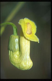 Aristolochia manshuriensis