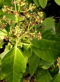 Aucuba japonica 'Lance Leaf'