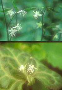 Beesia calthifolia