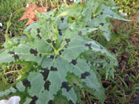 Begonia taliensis