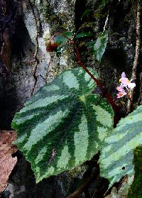 Begonia versicolor