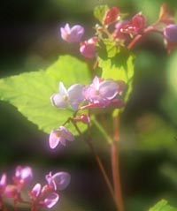Begonia sinensis