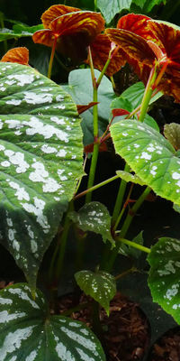 Begonia grandis ssp. holostyla ‘Nanjiang Silver'