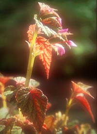 Begonia sinensis 'Red Undies'