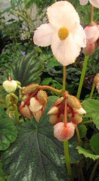 Begonia annulata