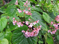 Begonia labordei 'Candy Floss'