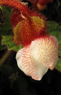 Begonia baviensis