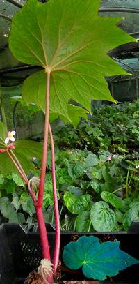 Begonia edulis