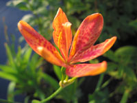 Belamcanda chinensis 'Crûg Colossal'