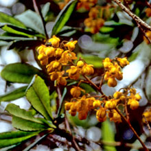 Berberis aff. verticillata