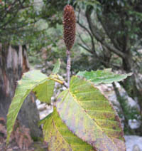 Betula insignis subsp.  fansipanensis