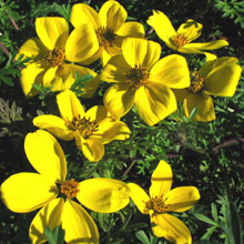 Bidens triplinervia