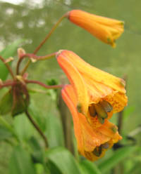 Bomarea multiflora
