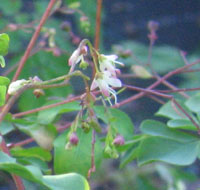 Boenninghausenia albiflora pink tinged