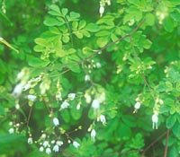 Boenninghausenia japonica