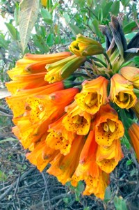 Bomarea multiflora