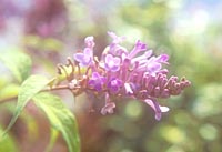 Buddleja venenifera f. calvescens