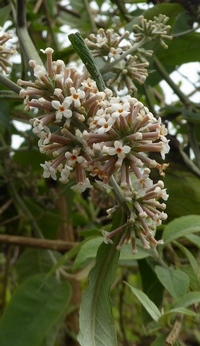 Buddleja paniculata from Vietnam