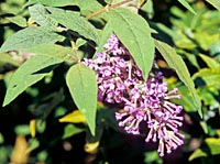 Buddleja delavayi (heliophylla)
