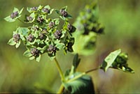 Bupleurum candollii