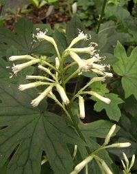 Parasenecio tebakoensis
