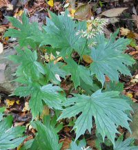 Cacalia tebakoensis