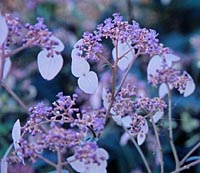 Cardiandra formosana ‘Crûg’s Abundant’