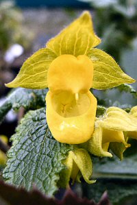 Calceolaria perfoliata