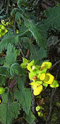 Calceolaria tomentosa