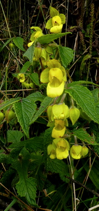 Calceolaria perfoliata