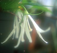 Campanula takesimana 'Beautiful Truth'