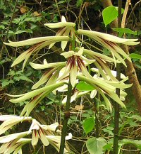Cardiocrinum giganteum v. yunnanense