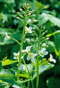 Cardamine yezoensis