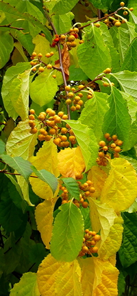 Celastrus stephanotifolius