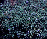 Ceratostigma willmottianum