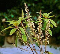 Clethra barbinervis