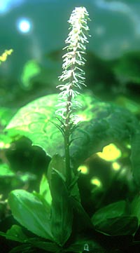 Chionographis japonica