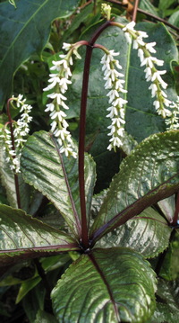 Chloranthus sessilifolius 'Domino'
