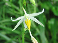 Chlorophytum nepalense