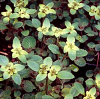 Chrysosplenium macrostemon v. shiobarense
