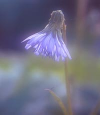 Cicerbita sp. from China