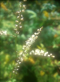 Actaea japonica v. acutiloba