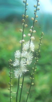 Actaea japonica