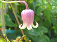 Clematis viorna