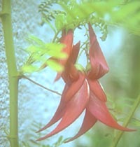 Clianthus puniceus