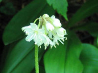 Clintonia umbellulata