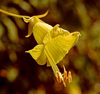 Cobaea lutea