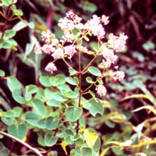 Colignonia ovalifolia