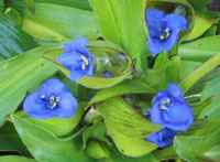 Commelina tuberosa