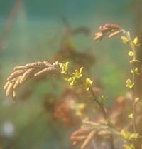 Comptonia peregrina